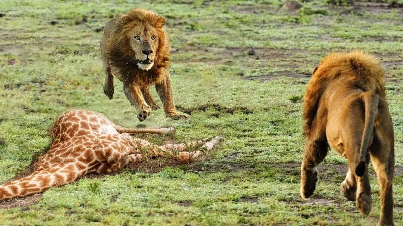 动物世界:两只狮子打架,场面异常激烈,草原上最激烈的战斗!