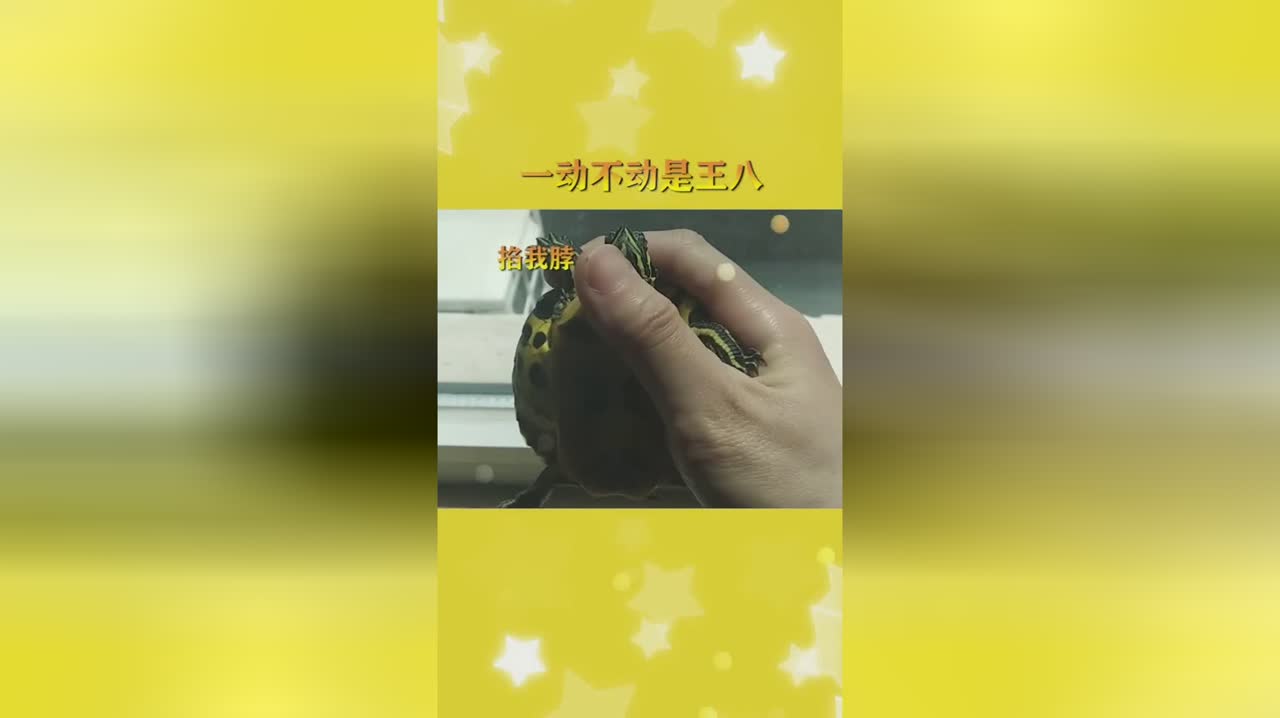 一动不动是王八哈哈哈哈哈哈